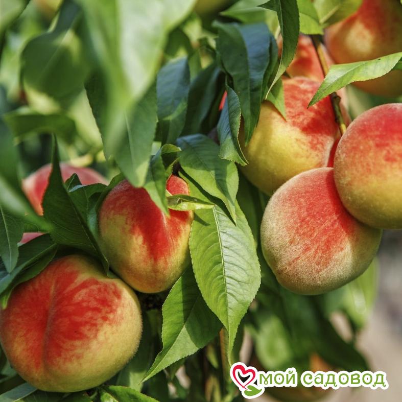 Персик Киевский ранний (-30°)