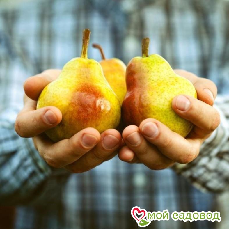 Груша Таёжная