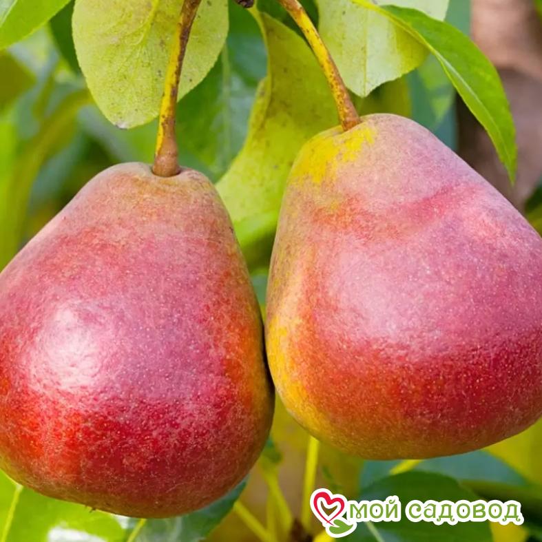 Груша Радужная Летняя