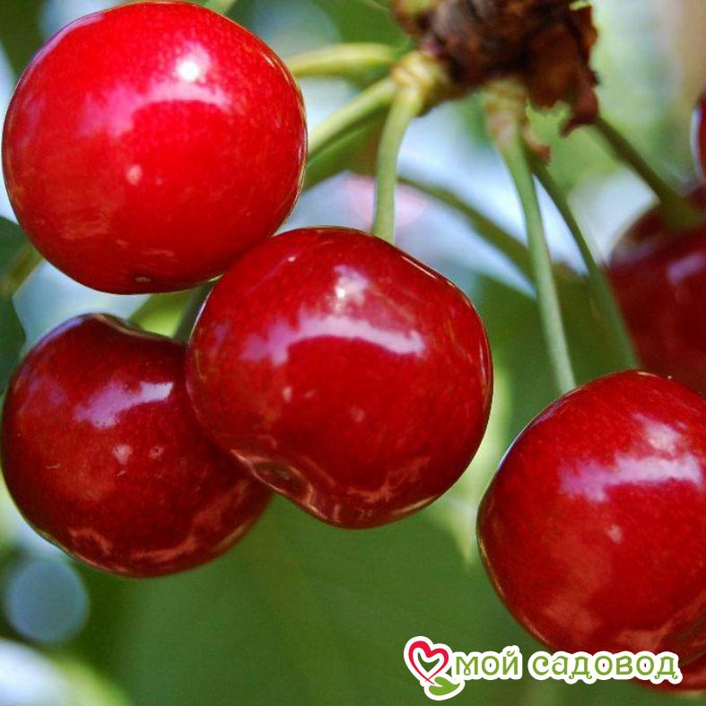 Вишня Шалунья