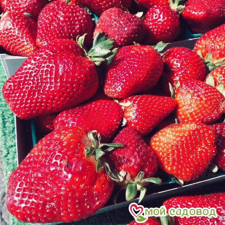 Клубника Дарселект