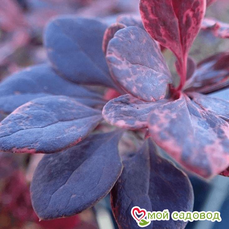 Барбарис тунберга "Фламинго"