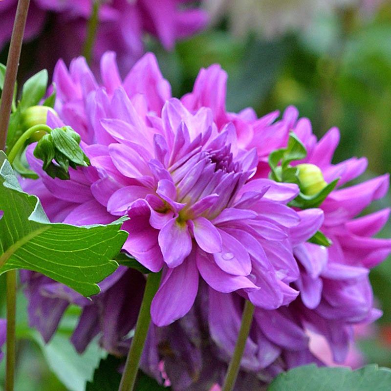 ГЕОРГИНА декоративная Блютифул (BLUETIFUL)