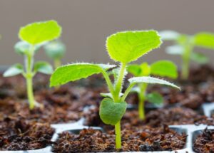 семена киви