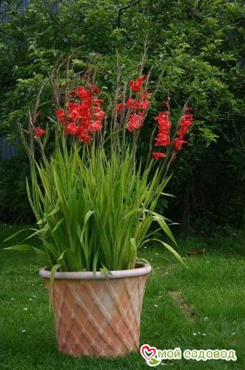 ГЛАДИОЛУС AТОМ