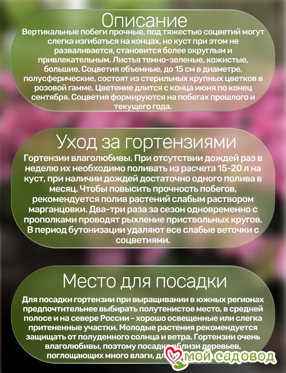 Гортензия крупнолистная Поп Стар Пинк ЗКС