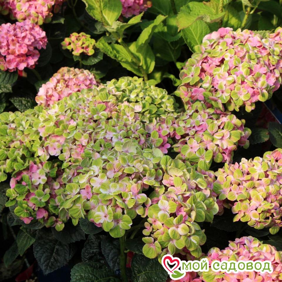 Гортензия Мэджикал Кристал