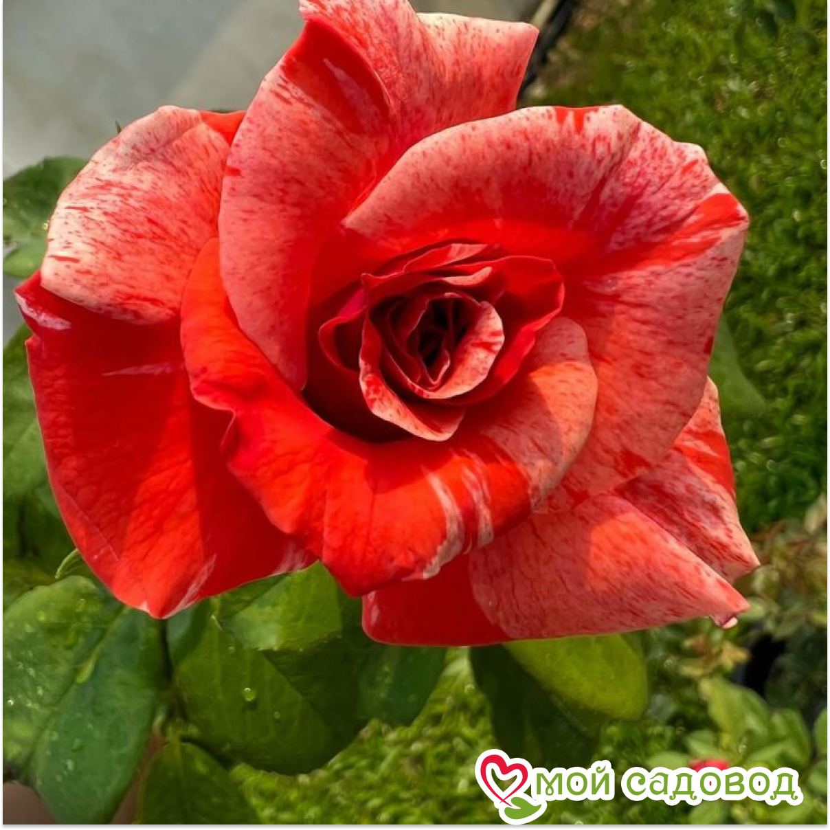 Роза чайно-гибридная Филателия