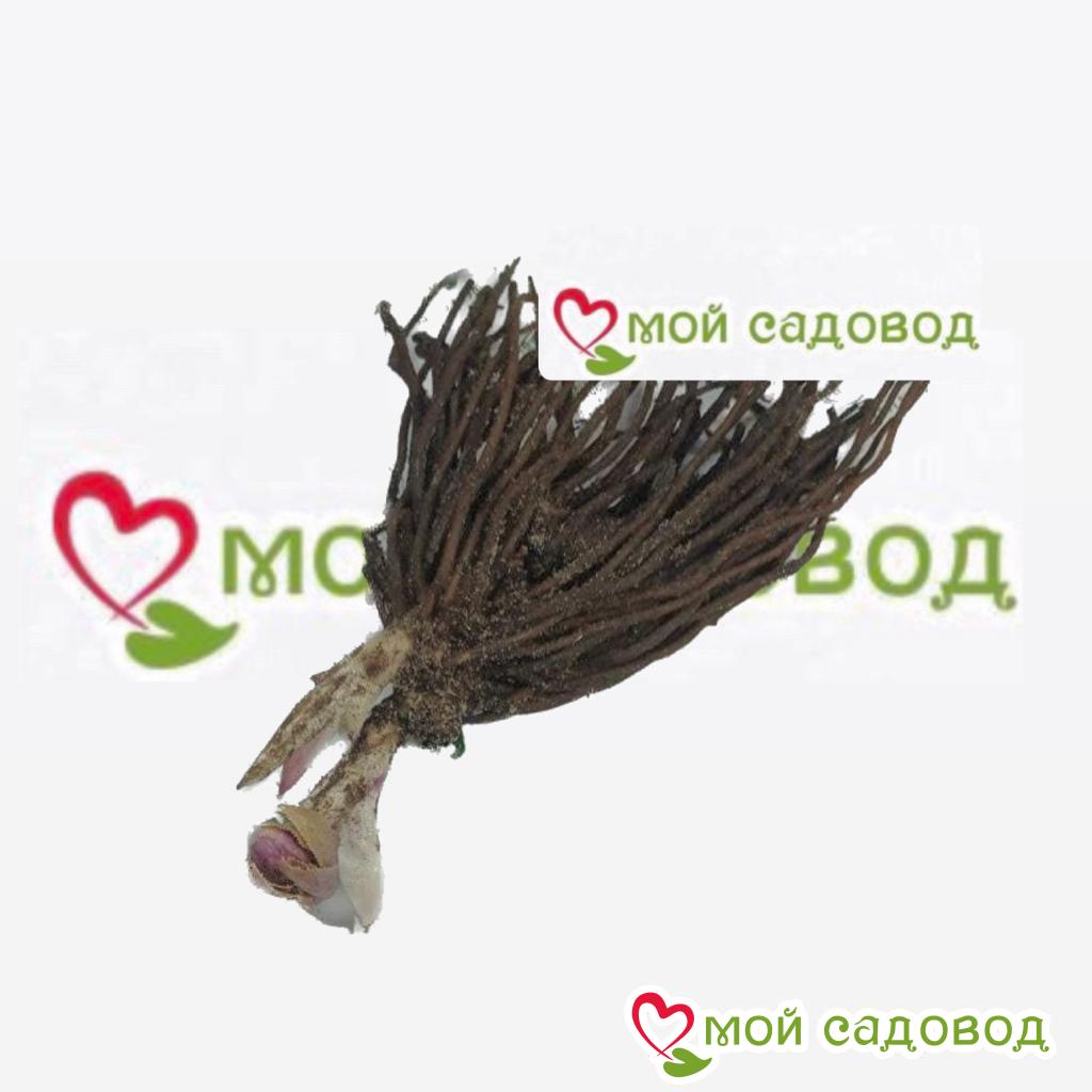 Хоста Рейдянт Чарм