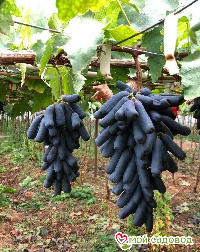 Виноград Аватар